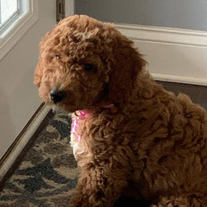 Meet your Posher, Tom